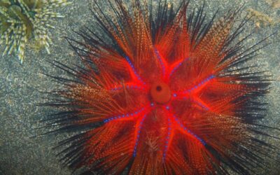 A shocking discovery reveals sea urchins are basically all brain