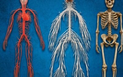 Your body contains 72km of nerves and enough blood vessels to circle Earth twice.